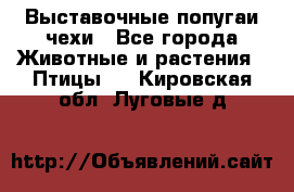 Выставочные попугаи чехи - Все города Животные и растения » Птицы   . Кировская обл.,Луговые д.